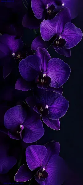  عکس گل بنفش