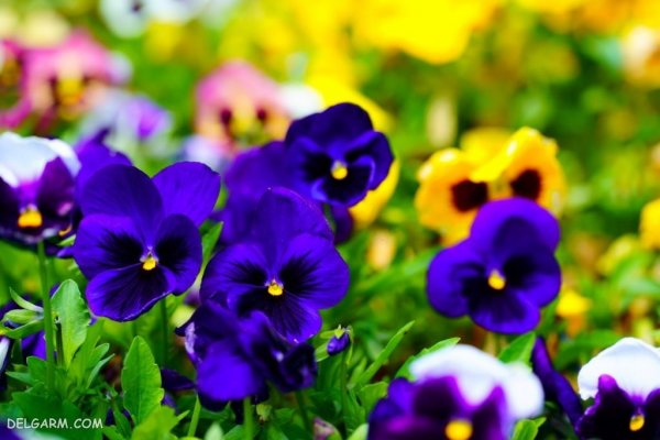 عکس گل بنفش واقعی