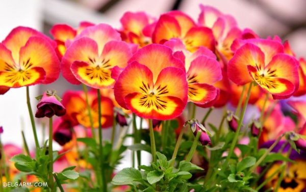 عکس گل بنفش واقعی