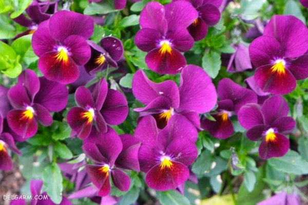  عکس گل بنفش واقعی