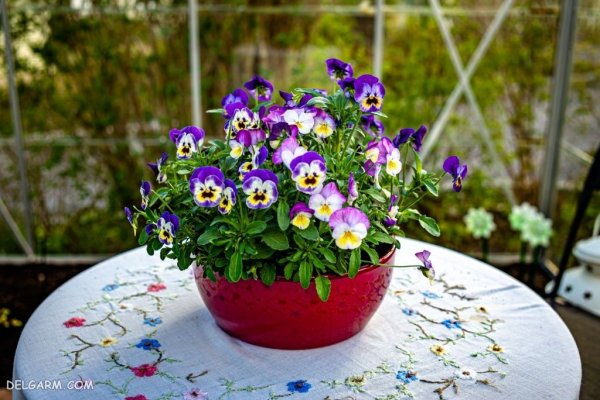  عکس گل بنفش واقعی