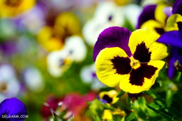  عکس گل بنفش واقعی