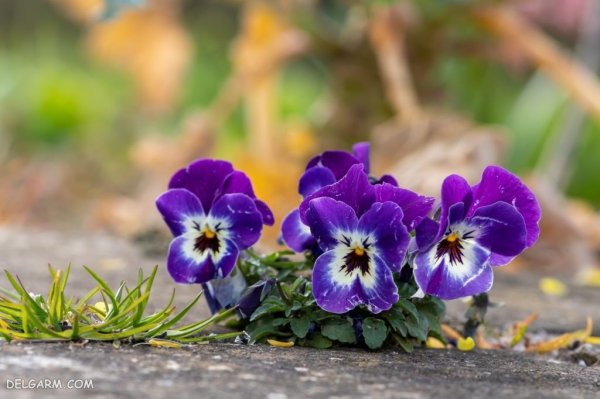  عکس گل بنفش واقعی