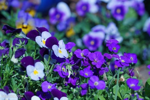  عکس گل بنفش واقعی