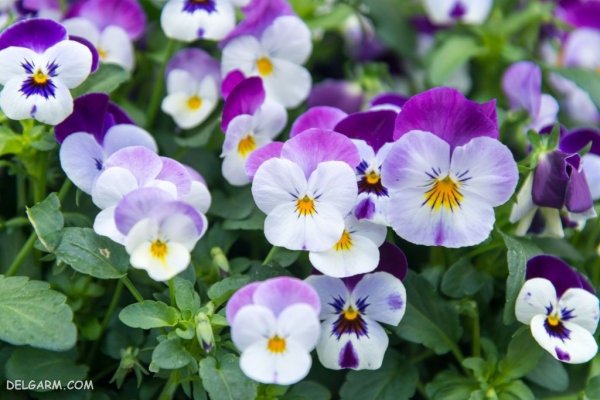  عکس گل بنفش واقعی