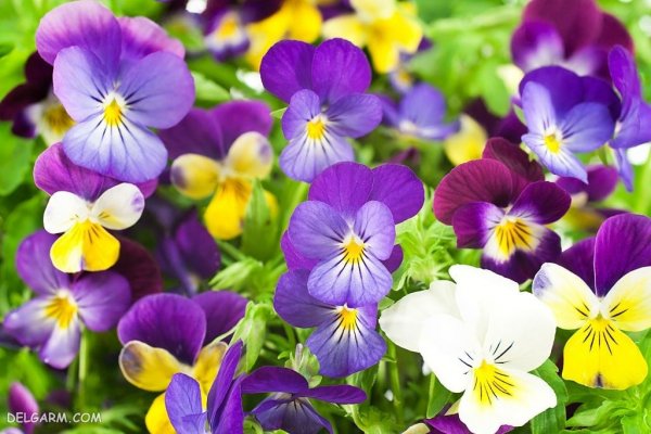  عکس گل بنفش واقعی