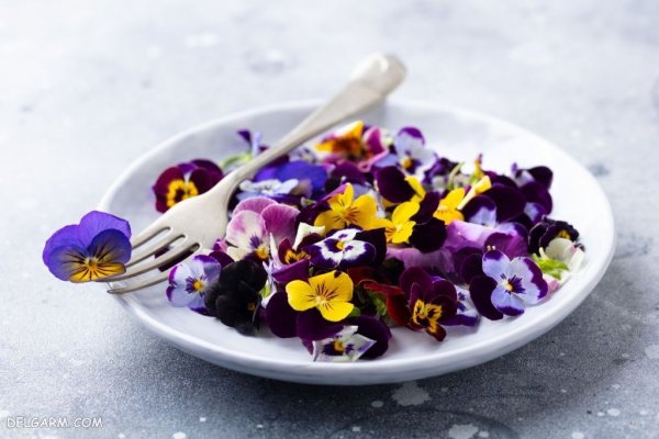  عکس گل بنفش واقعی