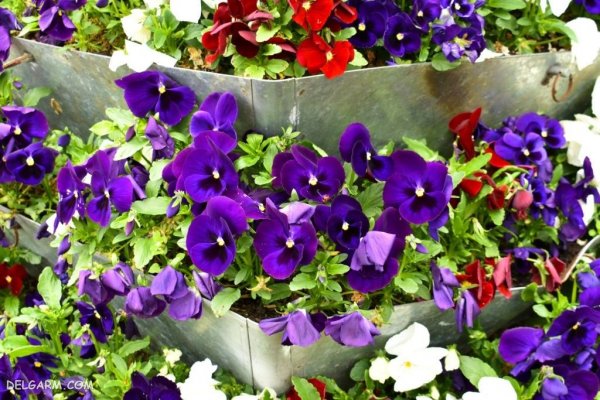  عکس گل بنفش واقعی