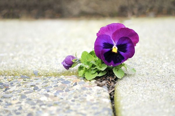  عکس گل بنفش واقعی