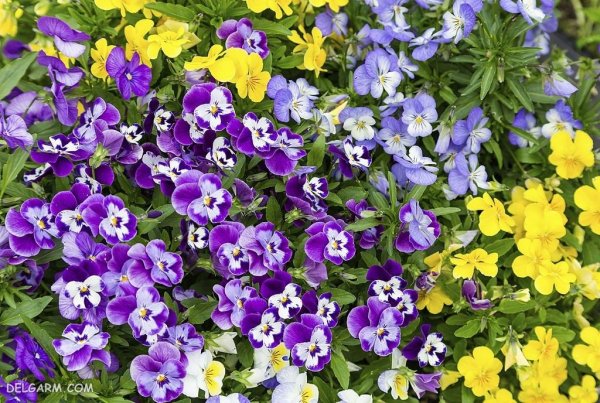  عکس انواع گل بنفش با اسم