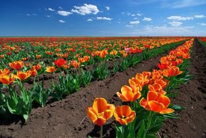  عکس گل‌های رنگارنگ بهاری