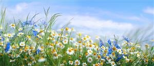  عکس گل‌های رنگارنگ بهاری