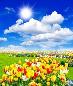  عکس گل‌های رنگارنگ بهاری
