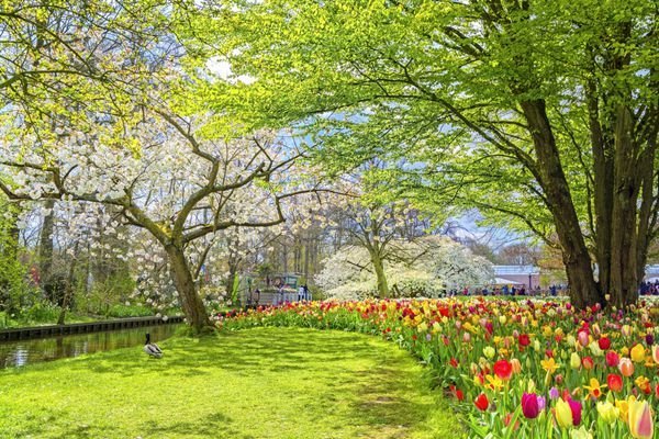  عکس گل‌های رنگارنگ بهاری