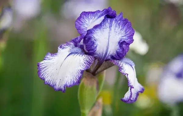 عکس گلهای زیبای بهاری جدید