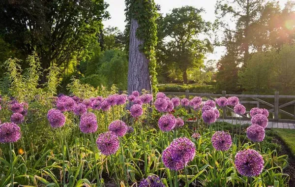  عکس گلهای زیبای بهاری جدید