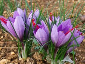  عکس گلهای زیبای بهاری جدید