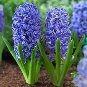 عکس گلهای زیبای بهاری جدید