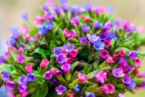  عکس گلهای زیبای بهاری جدید