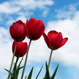  عکس گلهای زیبای بهاری جدید
