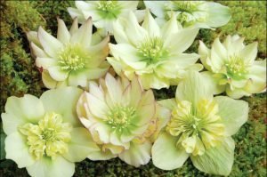  عکس گلهای زیبای بهاری جدید