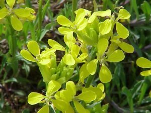  عکس گلهای زیبای بهاری جدید