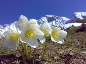  عکس گلهای زیبای بهاری جدید