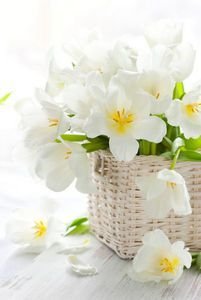  عکس گلهای بهاری در گلدان