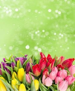  عکس گلهای بهاری در گلدان