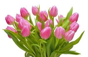 عکس گلهای بهاری در گلدان