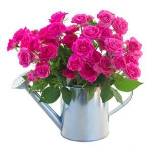  عکس گلهای بهاری در گلدان