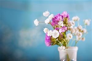  عکس گلهای بهاری در گلدان