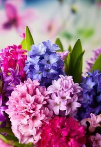  عکس گلهای بهاری در گلدان