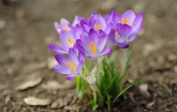  عکس گلهای بهاری