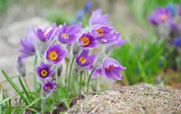  عکس گلهای بهاری