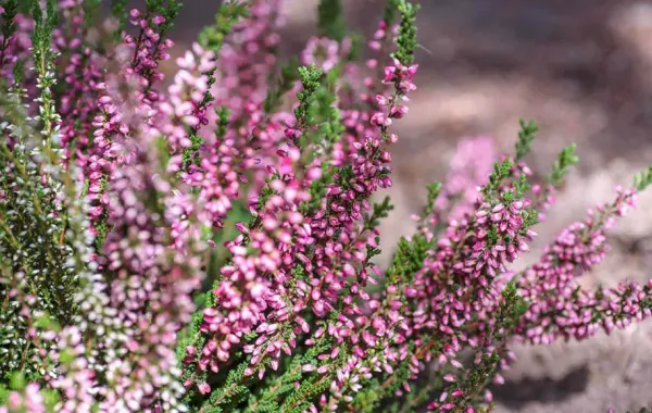  عکس گلهای بهاری