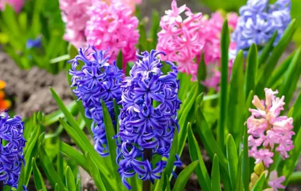  عکس گلهای بهاری