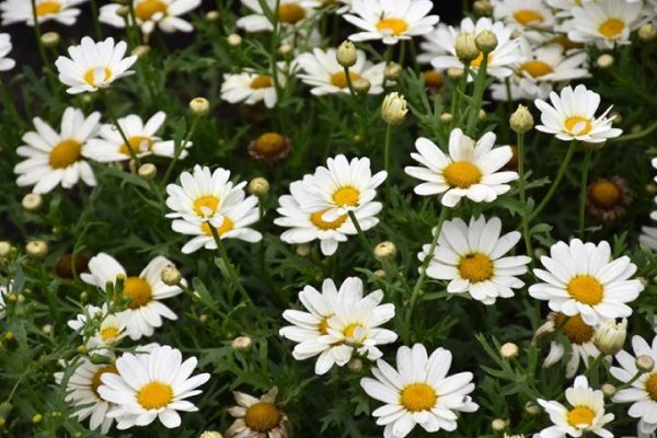  اسامی گلهای بهاری با عکس