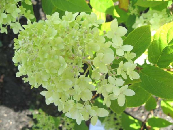  اسامی گلهای بهاری با عکس