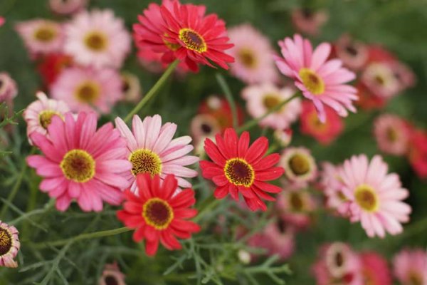  اسامی گلهای بهاری با عکس