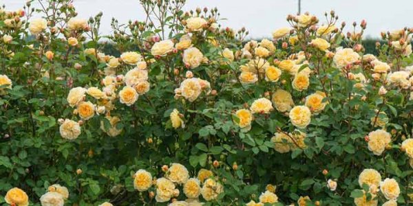  اسامی گلهای بهاری با عکس