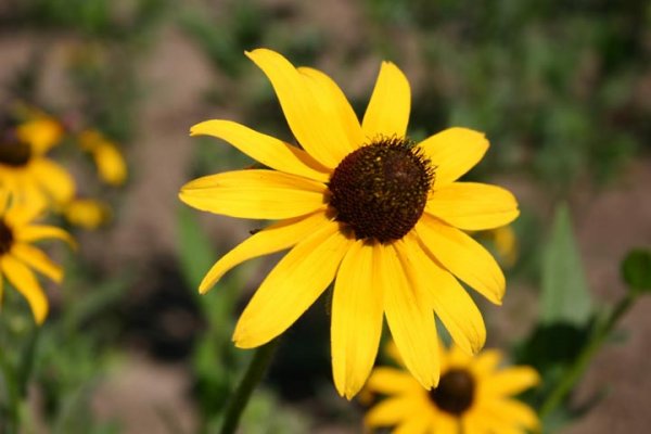  اسامی گلهای بهاری با عکس