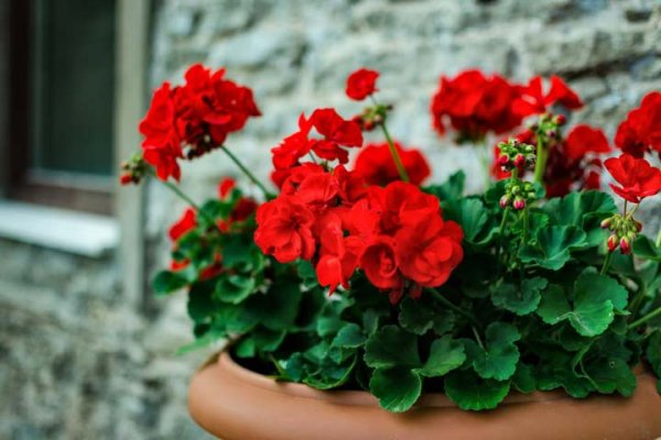  اسامی گلهای بهاری با عکس