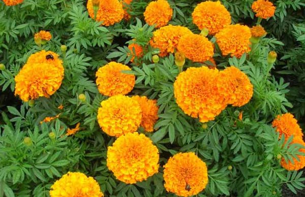  اسامی گلهای بهاری با عکس