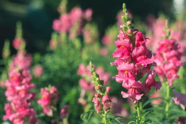  اسامی گلهای بهاری با عکس