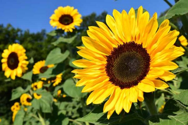  اسامی گلهای بهاری با عکس