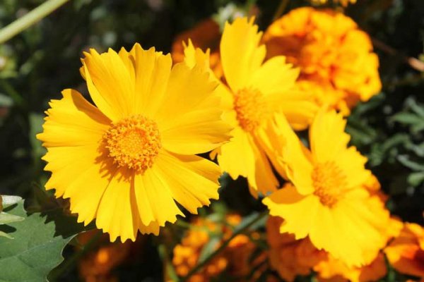  اسامی گلهای بهاری با عکس