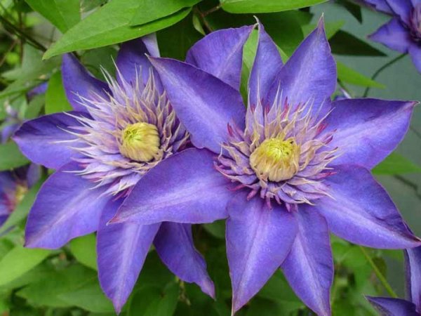  اسامی گلهای بهاری با عکس