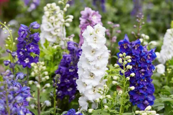  اسامی گلهای بهاری با عکس