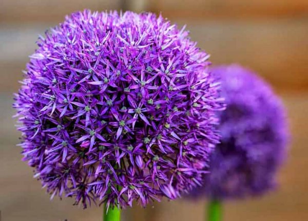  اسامی گلهای بهاری با عکس